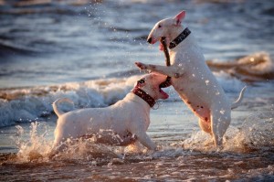 BullTerrierWhite1of2