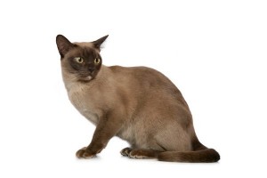 Burmese2of2
