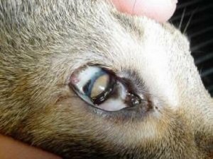 Eyelid agenesis