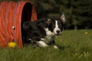 bordercollie3of3