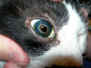 Corneal sequestrum on the surface of the eye.