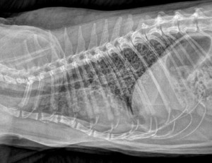 Chest x-ray from a cat with asthma.