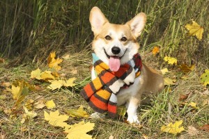 CardiganWelshCorgi1of2