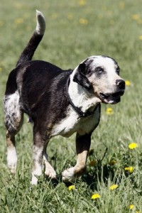 CatahoulaLeopardDog1of1