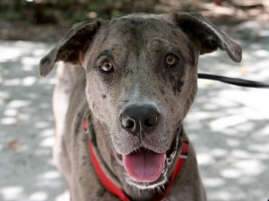 CatahoulaLeopardDog2of2