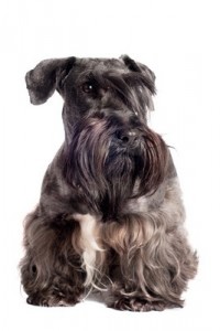 CeskyTerrier1of2