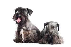 CeskyTerrier2of2