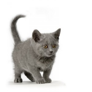 Chartreux1of2