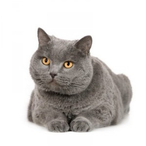 Chartreux2of2
