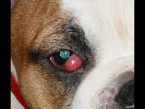 Prolapse of the third eyelid gland (cherry eye).
