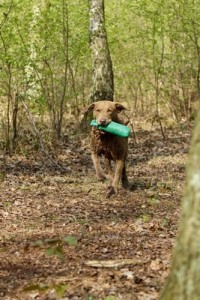 ChesapeakeBayRetriever1of2
