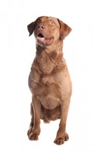 ChesapeakeBayRetriever2of2