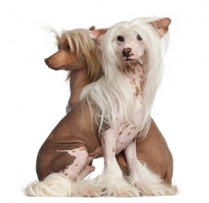 ChineseCrestedHairless1of2