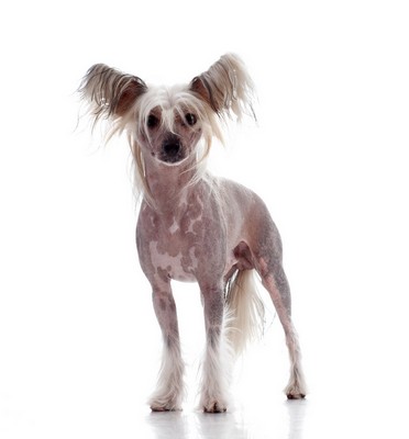 ChineseCrestedHairless2of2