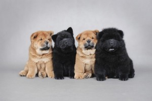 ChowChow1of2