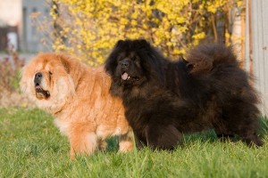ChowChow2of2