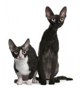 CornishRex1of2