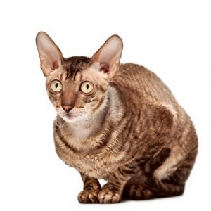 CornishRex2of2