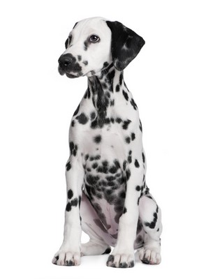 Dalmation1of2