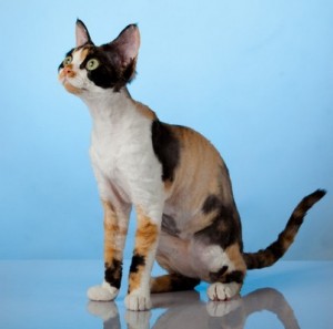 DevonRex1of2