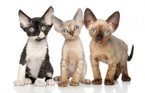 DevonRex2of2