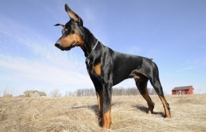 Doberman1of2