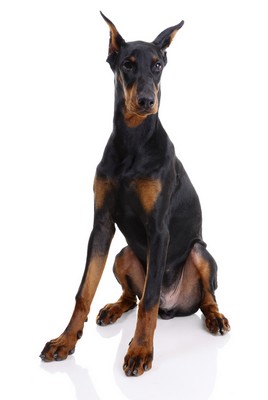 Doberman20f2