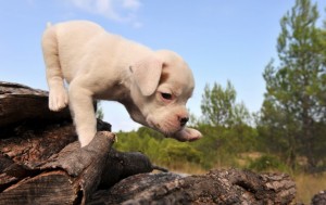 DogoArgentino1of2