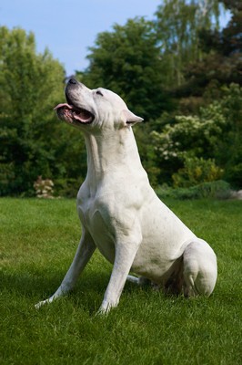 DogoArgentino2of2