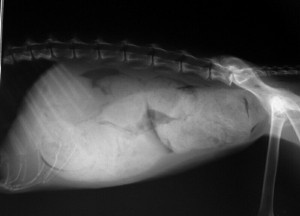 X-ray taken of a cat with megacolon. The majority of the abdomen is being taken up by the feces-filled colon.