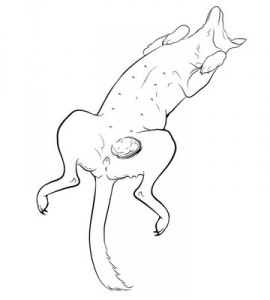 Umbilical hernias, originating from the belly button, range in size.