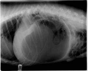 Gastric Dilatation and Volvulus