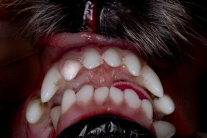 View of an overbite as seen from below.