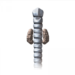 The thyroid glands rest on both sides of the neck alongside the windpipe.