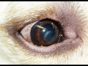 Corneal dystrophy. Note the crystalline deposits on the cornea.