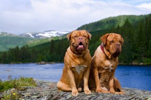 DogueDeBordeaux2of2