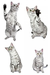 EgyptianMau2