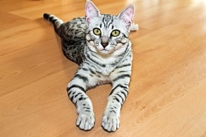 EgyptianMau3