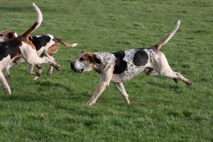EnglishFoxHound1of1