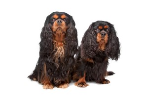 EnglishToySpaniel1of2