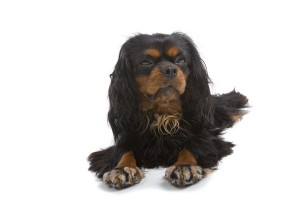 EnglishToySpaniel2of2