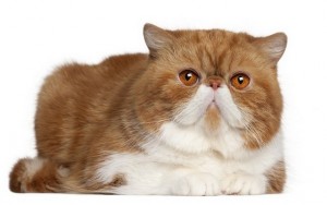 ExoticShorthair1of2