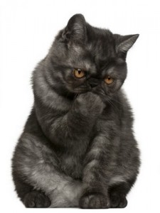 ExoticShorthair2of2