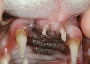 Oral inflammation associated with Feline Leukemia viral infection.