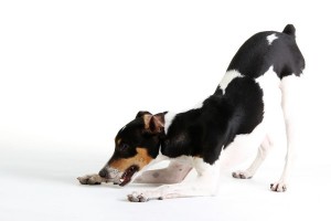 FoxTerrierSmooth1of2