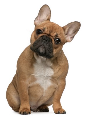 FrenchBullDog1of2