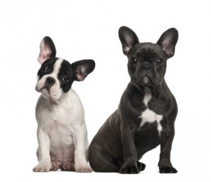 FrenchBullDog2of2