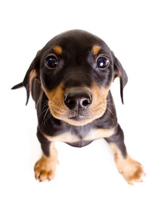 GermanPinscher1of2
