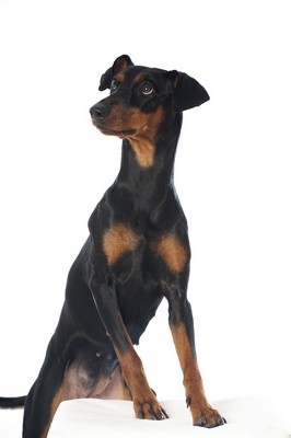 GermanPinscher2of2