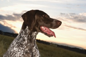 GermanShortHairPointer1of2